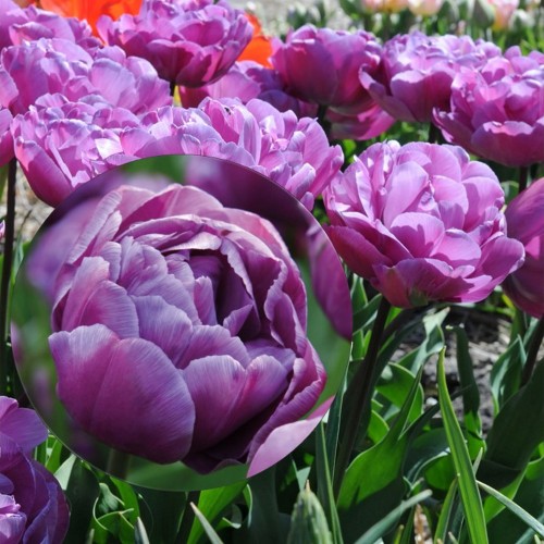 Tulipa 'Blue Diamond' - Tulp 'Blue Diamond'
